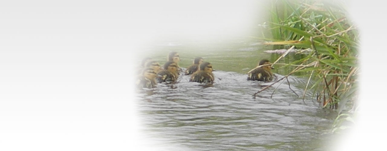 Capitol Water Trails activity